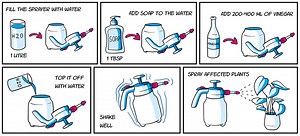 Can white vinegar kill aphids? [2025] | QAQooking.wiki