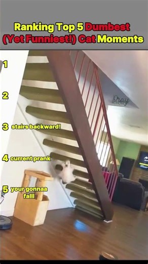 Top 5 Dumbest (Yet Funniest!) Cat Moments #catlovers #funnycats #cat #catcompilation #catlife #pets