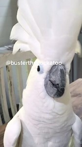 I guess my parrot wants to go to the airport. #airport #talkingparrot #parrot#cockatoo #fyp #rant #2020 #cusing #bad #reelsfb #reelsviral #reels | Jaga 8K