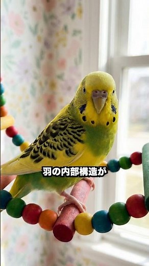 セキセイインコの羽色！3つの要素で決まる！青や緑は構造色？