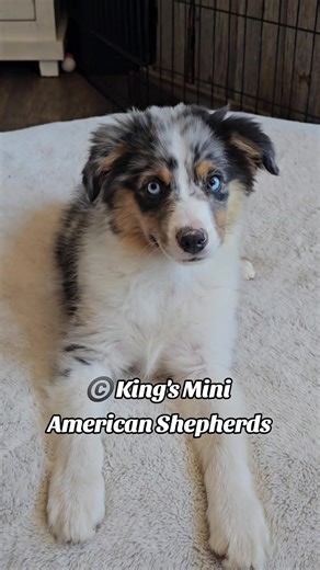 Blue Merle Male Puppy Available in Arizona
