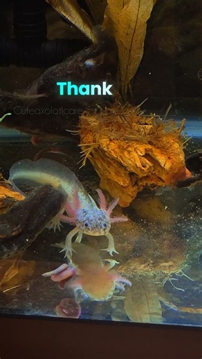 What can Axolotls eat? #axolotl #axolotlfact #axolotls #cuteaxolotlcare
