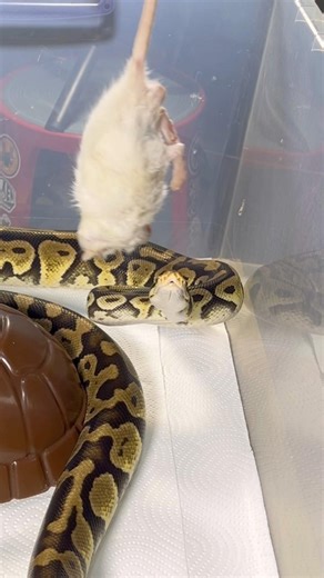 SUSHI | Pastel Enchi Het Clown Royal / Ball Python | #strike #short ⚡️🍱🎬 (19.09.25)