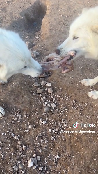 Not so fast kid!😂♥️🐺. #keeperofthewolves #packpeculiar #foryoupage #savewolves #wolves