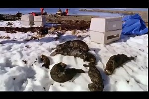 Drill, Spill, Repeat Breaking Offshore Oil Drilling's Destructive Cycle Ocean Documentar