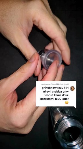 Venomman20 (@venomman20) - Black Widow Spider Habitat and Enclosure Size Explained