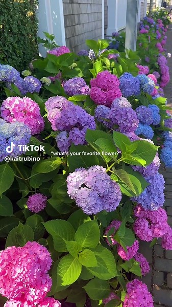 Hydrangea Season in Nantucket: A Summer Guide
