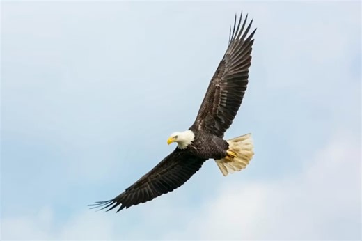 Arlington Eagle Poisoning Spurs Push To Ban Rat Baits