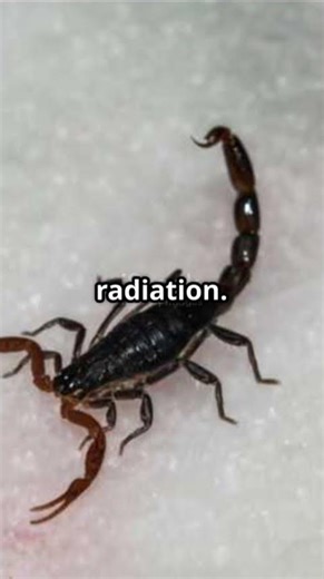 Uncover Scorpion Secrets Science Facts! #facts