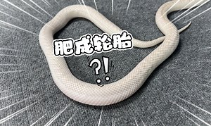 就离谱！我家的宠物蛇肥成一条轮胎了！