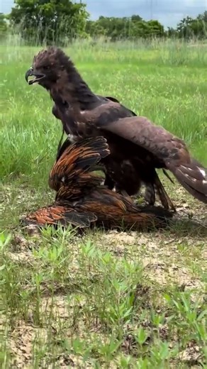 Black Changeable Hawk Eagle got a big Chicken Changeable Hawk Eagle Life