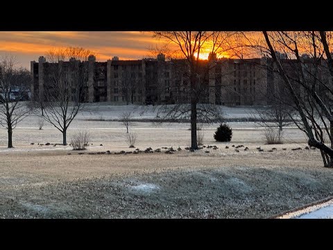 Gaggle of Geese Flying Away From Green Laser at sunset January 7 2025 Northbrook Illinois USA