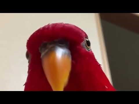 Red bird laugh and then stares with Shell of What Was