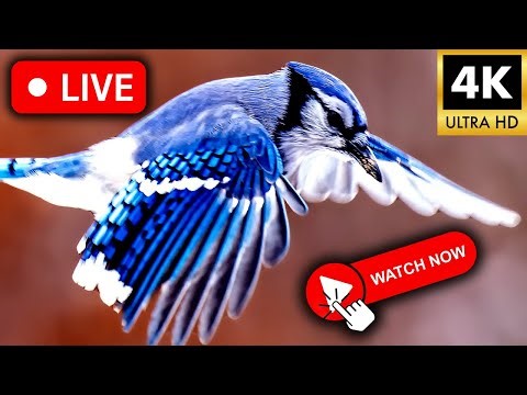 🔴LIVE 4K Bird Feeder Cam | 🚫No Ads Live Bird Cam | NASHVILLE Live Cam