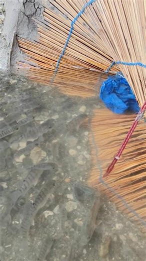 சிறகடிக்கும் ஜிலேபி மீன் fish trap
