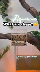 What are these? 🤔 | Aquarium Info