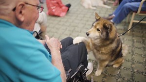 Where senior dogs retire. | 60 Second Docs