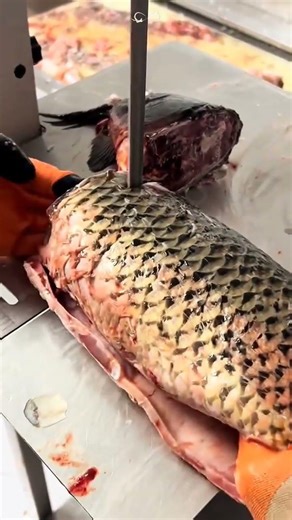 Preparing carp fillets #fishing #shorts