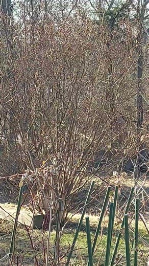 👁 👁 CRAPE MYRTLE TONTO IS WINTERTIME BIRD FOOD HAPPY NEW YEAR'S EVERYONE 1/1/26 👍 & SUBSCRIBE TYVM