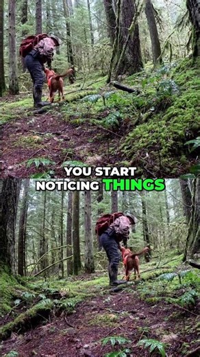 Unlock Wildlife Secrets: Trail Camera Secrets Revealed! #shorts