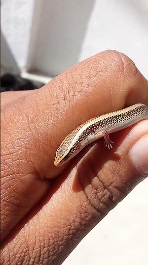 Skink Lizard on Hand! 🦎 Nature’s Little Survivor | #NatureHook47