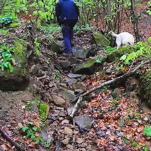 113K views · 2.2K reactions | The pallet house is ready.#bushcraft #adventure #outdoors #survival #camping #cabinlife #cabincrew #wilderness #logcabin | Mountain Cabins | Facebook