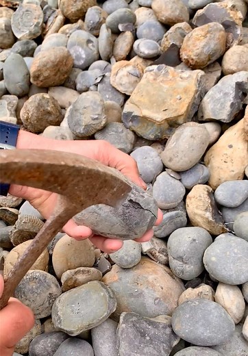 Discovering Jurassic Fossils on a Remote Beach