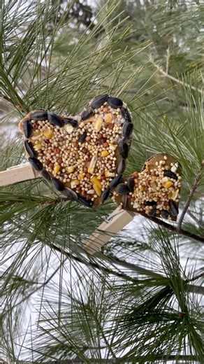 This bird feeder for kids is adorable and so easy to make! They are fun to clip on branches and will attract winter birds to your yard. Connect with nature during those cold winter months with this fun craft! •••••••••••••••••••••••••••••••••••••••• #birdfeeder #diybirdfeeder #winterbirds #wintercrafts #natureactivities #natureactivitiesforkids #1000hoursoutside #wildschooling #runwildmychild #homeschool #preschoolactivities | Little Pine Learners