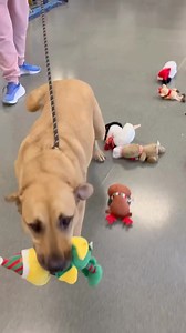 A few long term resident adoptable shelter dogs choose their own Christmas toys! Jax, Scoobie, and Piper all enjoyed picking out a toy of their own, but they loved getting out of their kennels and getting attention from our team members the most! #AdoptPureLove #BringLoveHome #ShelterDog | Helping Hands Humane Society