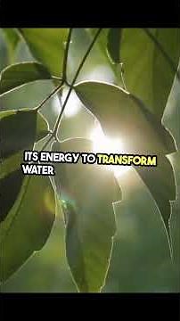 How Do Plants Make Food? 🌿 | Photosynthesis Explained for Students