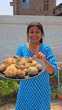 Harvesting Fresh Potatoes🥔frm My Rooftop Garden🌿ছাদে আলু চাষ সম্ভব? #banglavlogs #potato #gardening
