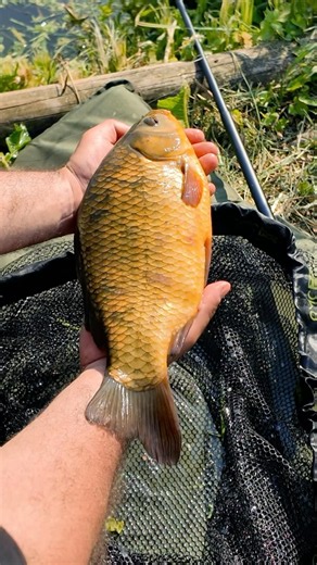 Look 👀 at the size of that! On a £20 fishing kit setup! 🎣🔥 #carpfishing #fishing #fishingtackle