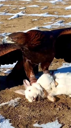 Golden Eagle Catches Rabbit! 🦅#shorts #youtubeshorts #viral #eagle #wildlife