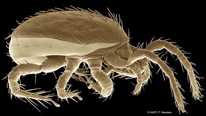 Fruit Tree Mites: The Good, The Bad and The Ugly