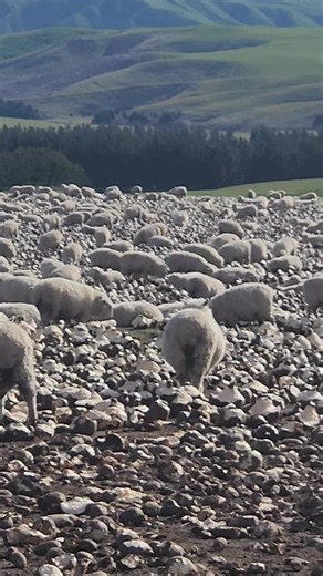 The stock on a crop of Turnips/Swedes. Turnips are a top winter feed for sheep. Protein-rich leaves energy-packed bulbs = healthy thriving stock. | Shady Shepherd