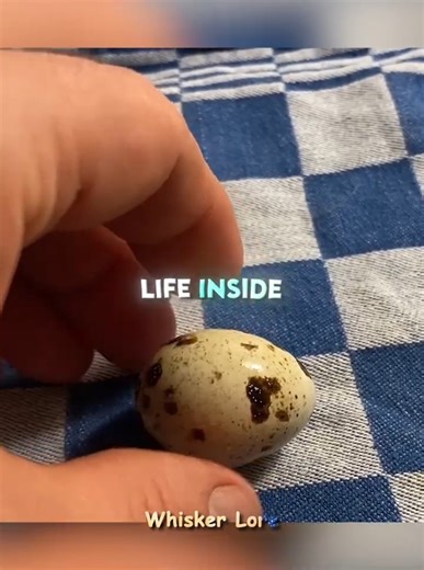 The Egg With a Secret🥚 (📸 - a chick called albert - YT )