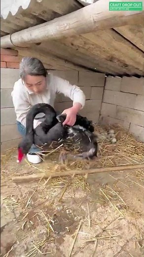 🦢 Black Swan Egg Collection in a Controlled Environment