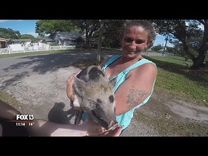 Zephyrhills: Potbelly pig can't be pet because it's "normally raised for food"