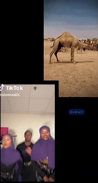 Discover Somali Dhaanto: Cultural Dance Inspirations