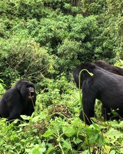 Reason 5754 why we must protect mountain gorillas 💚🦍