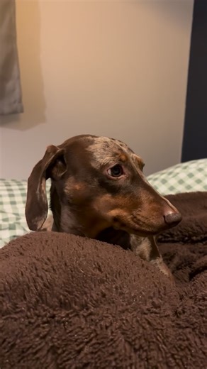 13K views · 1.1K reactions | Wins obviously been set up… Quick one guys, I filmed this last Thursday but I’m now away from smoosh bag for the next couple weeks due to some surgery I’ve had. I’m absolutely fine, but it was a pretty big op so unfortunately baby Win can’t be near me for a while. We will be back at it soon  | Countryside Tails | Facebook