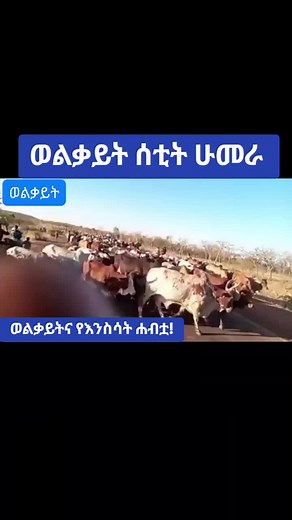 Amhara Region President Office (@amhara.region.pre)’s videos with original sound - Amhara Region President Office