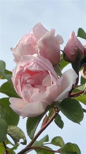 What a beautiful sight, The Generous Gardener #roses #davidaustinroses #fblifestyle #flores #rosas | J Aime Richard
