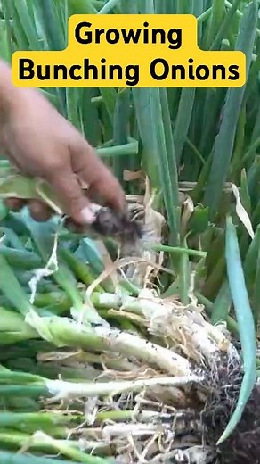 Growing Bunching Onions: Tips for Home Gardeners