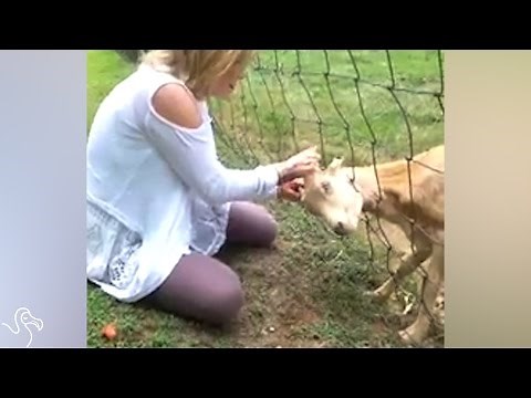 Goat Gets Head Stuck In Fence, Then Meets A Friend