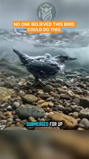 This Tiny Bird Walks Underwater in Raging Rivers 🐦