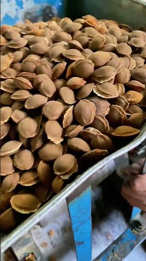 Breaking Apricot Pits to Extract Kernels — Traditional Way in Mountains