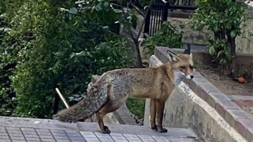 Τι γυρεύει η αλεπού στο... Παγκράτι - Documento