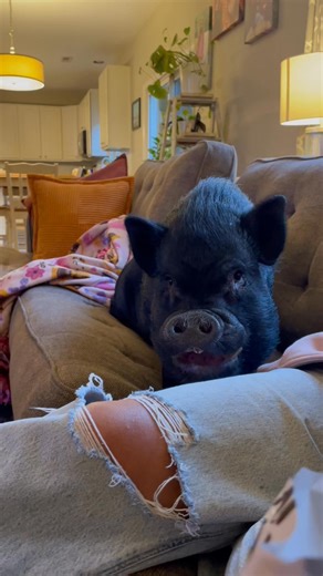 1.1M views · 38K reactions | Eddie The Pig on Reels | Facebook