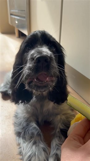 12W OLD COCKER SPANIEL PUPPY ENJOYING CUCUMBER